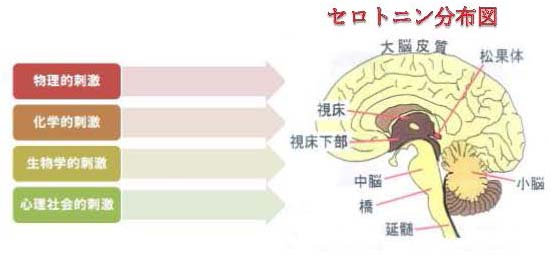 セロトニン脳