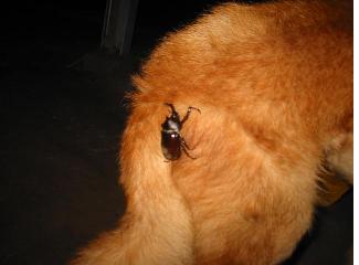 シッポだらんとしすぎだね。