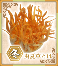 冬虫夏草とは